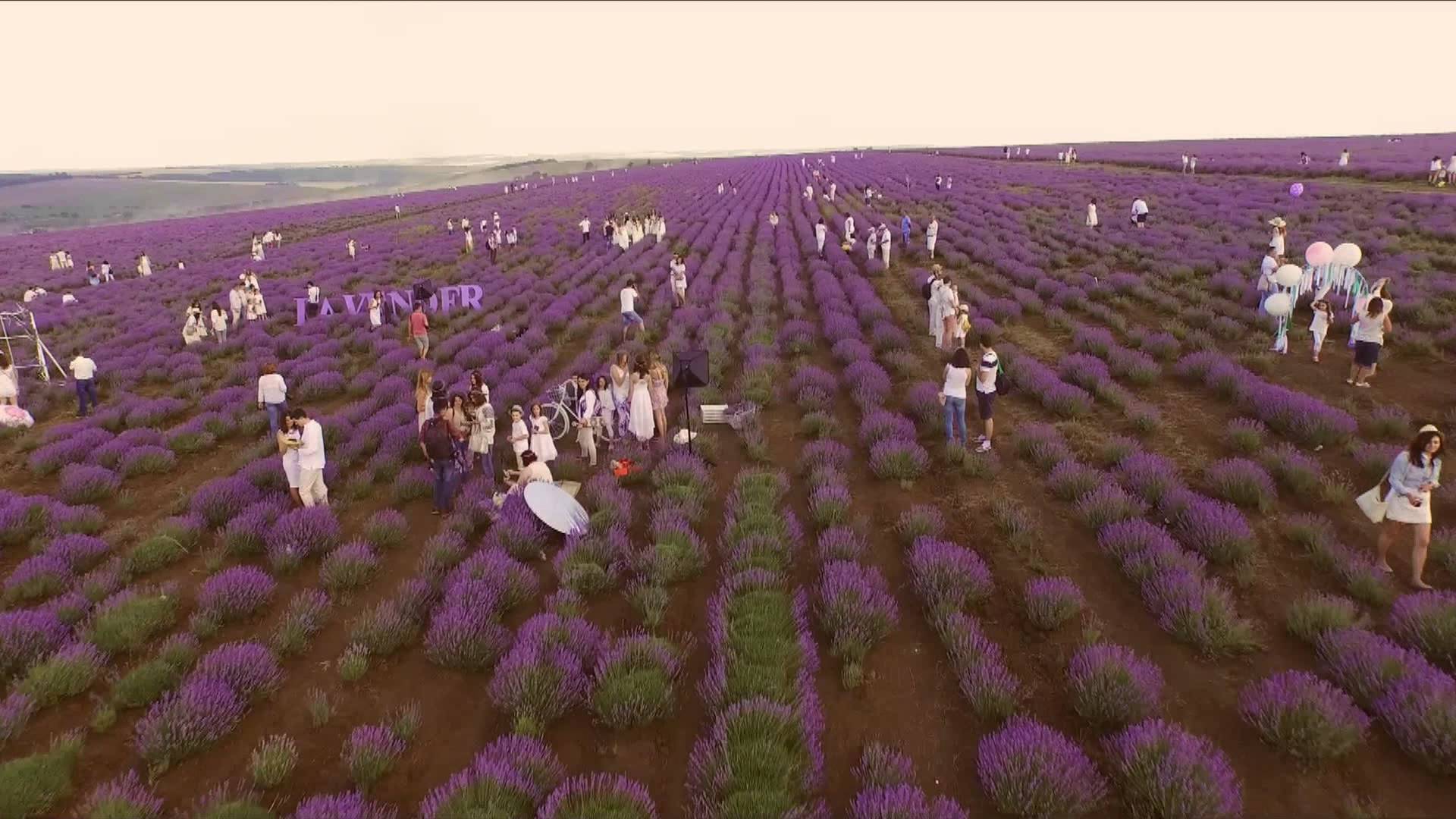 Lavender Festival NSS Riviera Holidays